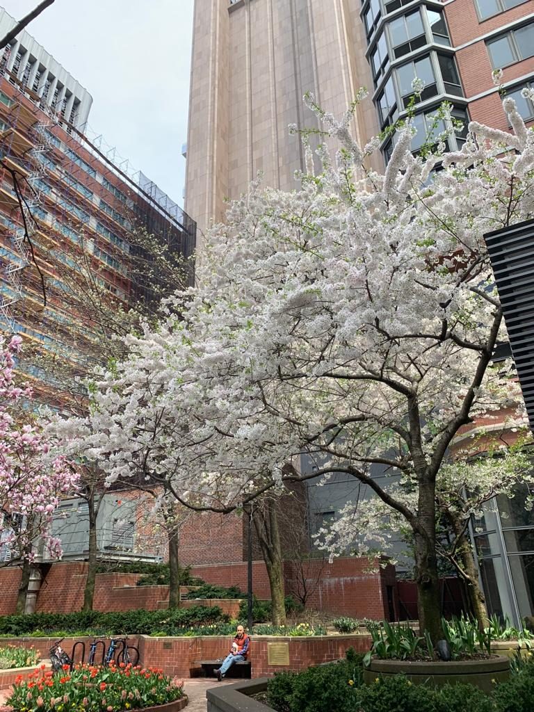 Florada das Cerejeiras em Nova Iorque.