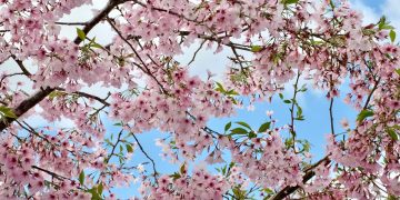 Florada das cerejeiras pelo mundo