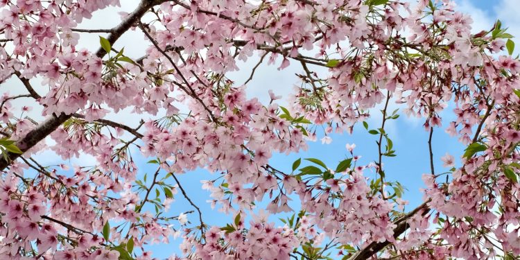 Florada das cerejeiras pelo mundo