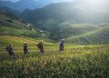 Plantação de Arroz no Laos, no Sudeste Asiático