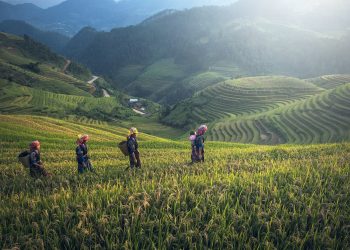 Plantação de Arroz no Laos, no Sudeste Asiático