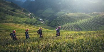 Plantação de Arroz no Laos, no Sudeste Asiático