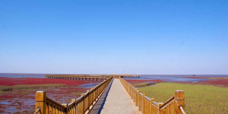 Praia vermelha na China em Panjin