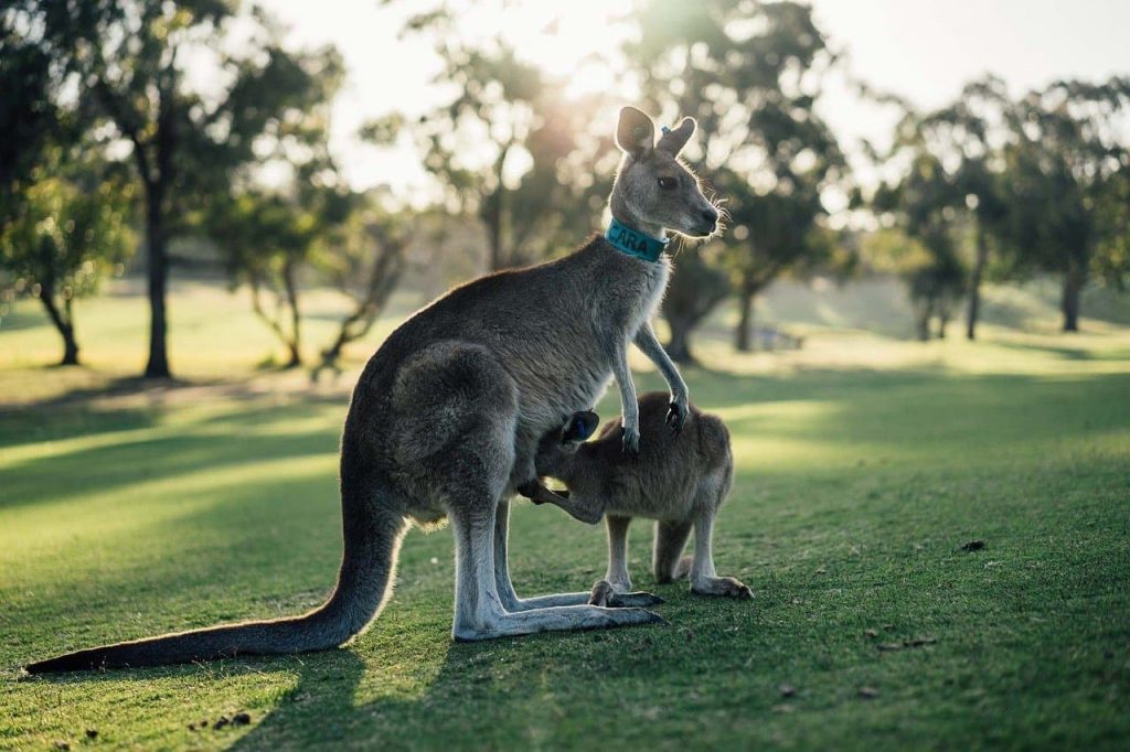 Austrália - Cangurus