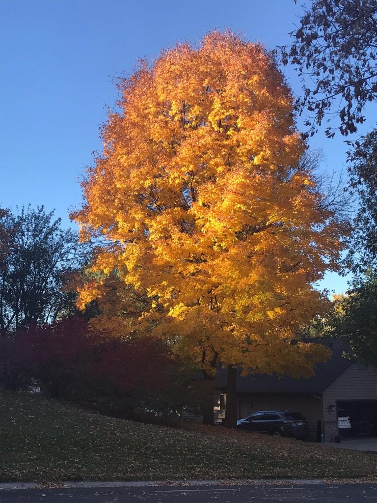 Outono em Minneapolis