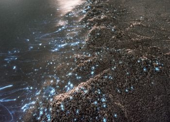 Praia Luminescente