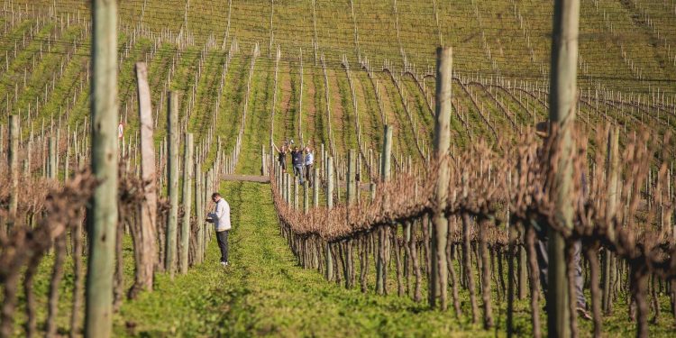 Vale dos Vinhedos no Rio Grande do Sul