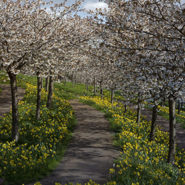 Taihaku Cherry Blossom outra tração do jardim venenoso de Alnwick